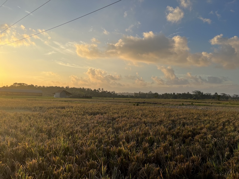 Rice Terraces - Ubud, Bali